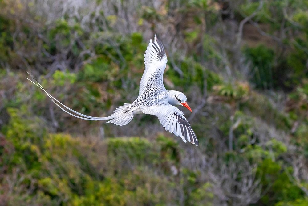 Caribbean-Little Tobago Island Red-billed tropicbird in flight